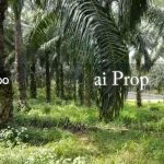 Kuala Pilah Agricultural Land For Sale In Negeri Sembilan – 198 Acres - Photo 3 of 3