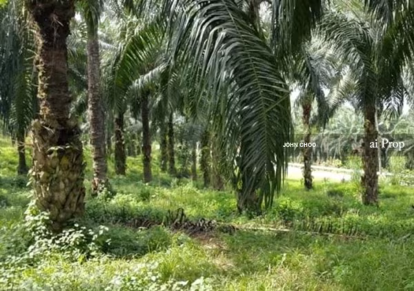 Kuala Pilah Agricultural Land For Sale In Negeri Sembilan – 198 Acres site view