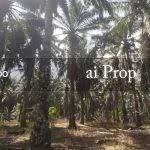 Inas Road Agricultural Land – 435 Acres - Photo 2 of 4