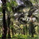Mersing Agricultural Land For Sale In Johor – 260 Acres - Photo 1 of 2