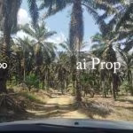 Inas Road Agricultural Land – 435 Acres - Photo 1 of 4