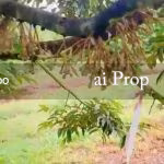 Kluang Agricultural Land For Sale In Johor – 20 Acres - Photo 4 of 4