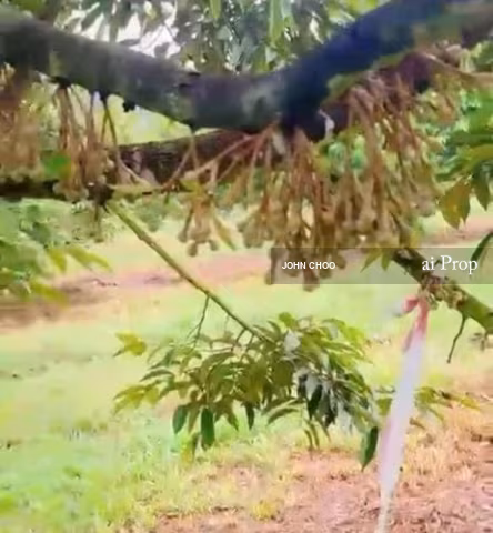 Kluang Agricultural Land For Sale In Johor – 20 Acres site view