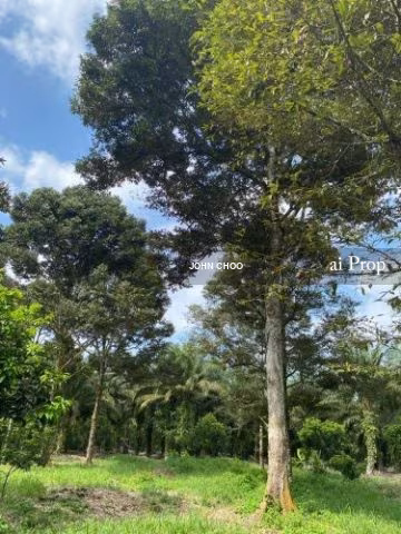 Api-Api Agricultural Land – 4 Acres site view
