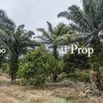 Paloh Agricultural Land – 965 Acres - Photo 3 of 6