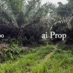 Paloh Agricultural Land – 965 Acres - Photo 2 of 6