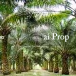 Mersing Agricultural Land For Sale In Johor – 260 Acres - Photo 2 of 2