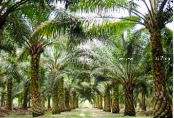 Mersing Agricultural Land For Sale In Johor – 260 Acres site view