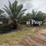 Paloh Agricultural Land – 965 Acres - Photo 4 of 6