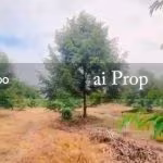 Kluang Agricultural Land For Sale In Johor – 20 Acres - Photo 3 of 4