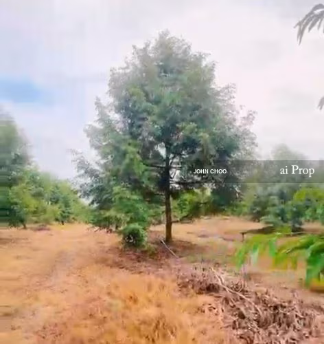 Kluang Agricultural Land For Sale In Johor - 20 Acres #613 - Slide Photo 3