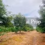 Kluang Agricultural Land For Sale In Johor – 20 Acres - Photo 1 of 4