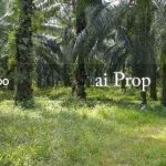 Kuala Pilah Agricultural Land For Sale In Negeri Sembilan – 198 Acres - Photo 1 of 3