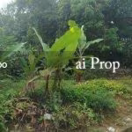 Laguna Heights Residential-Zoned Land – 2 Acres - Photo 3 of 4