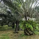 Paloh Agricultural Land – 965 Acres - Photo 1 of 6