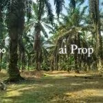 Inas Road Agricultural Land – 435 Acres - Photo 3 of 4