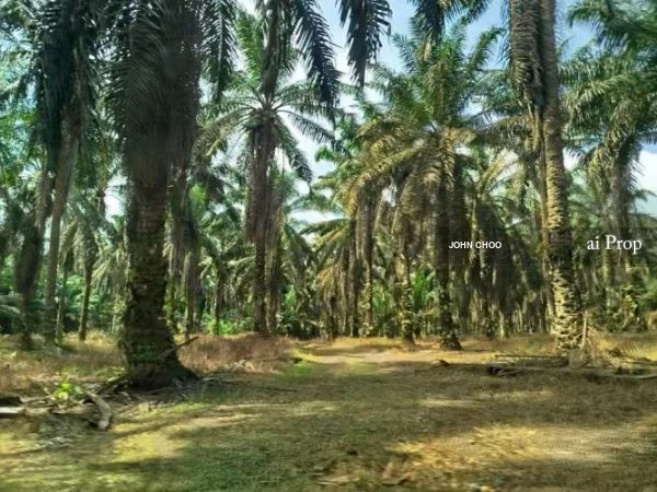 Inas Road Agricultural Land – 435 Acres site view