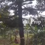 Jementah Agricultural Land For Sale In Segamat – 35 Acres - Photo 1 of 3