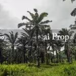 Paloh Agricultural Land – 965 Acres - Photo 5 of 6
