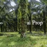 Sungai Telor Agricultural Land – 5 Acres - Photo 2 of 3