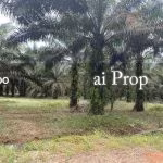 Kota Tinggi Agricultural Land For Sale In Johor – 9.5 Acres - Photo 6 of 6
