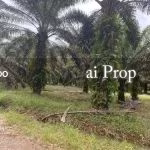 Kota Tinggi Agricultural Land For Sale In Johor – 9.5 Acres - Photo 4 of 6