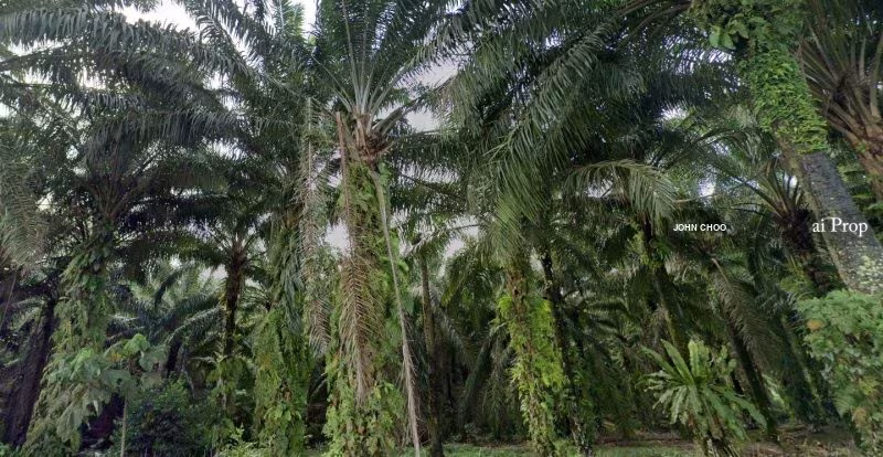 Industrial Land For Sale In Kota Tinggi - 3 Acres #926 - Slide Photo 3