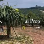 Paloh Agricultural Land – 8 Acres - Photo 2 of 3