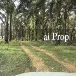 Seelong Agricultural Land – 8 Acres - Photo 3 of 4