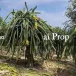 Paloh Agricultural Land – 8 Acres - Photo 3 of 3