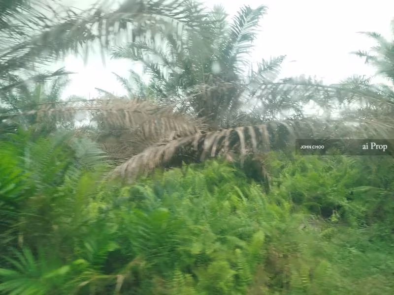 Parit Kudus Agricultural Land For Sale In Pontian - 22 Acres #1328 - Slide Photo 5