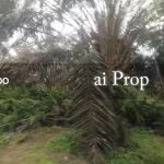 Parit Kudus Agricultural Land – 22 Acres - Photo 4 of 5