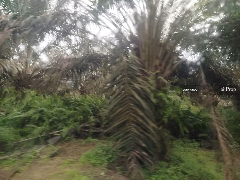 Parit Kudus Agricultural Land For Sale In Pontian - 22 Acres #1328 - Slide Photo 4