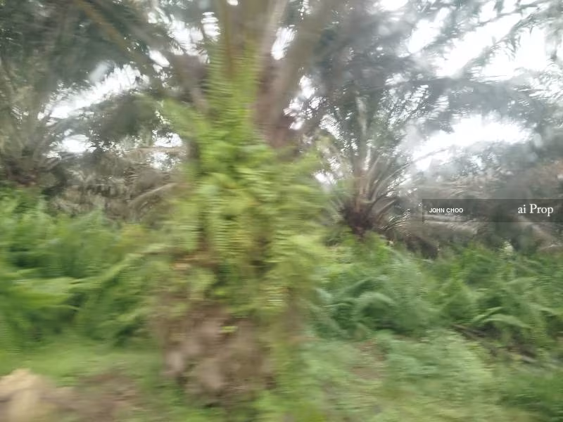 Parit Kudus Agricultural Land For Sale In Pontian - 22 Acres #1328 - Slide Photo 2
