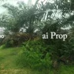 Parit Kudus Agricultural Land – 22 Acres - Photo 3 of 5