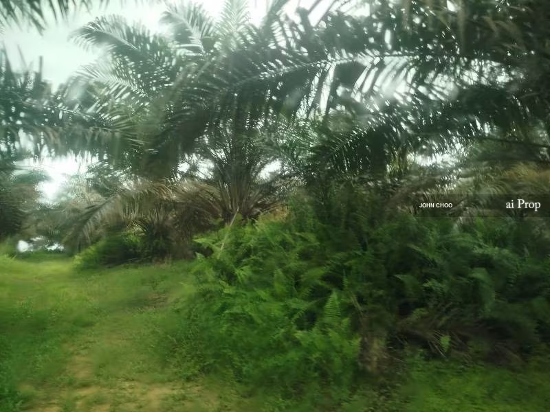 Parit Kudus Agricultural Land For Sale In Pontian - 22 Acres #1328 - Slide Photo 3