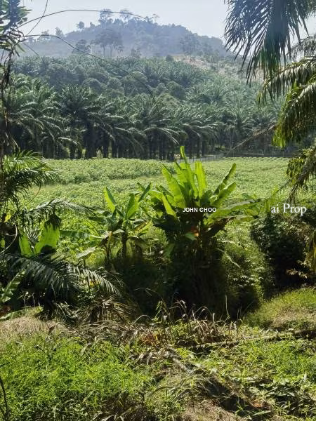 Pulai Emas Residential Land For Sale In Kulai - 5 Acres #1345 - Slide Photo 2