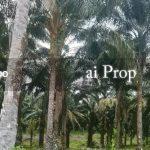 Ulu Tiram Industrial-Zoned Land – 66 Acres - Photo 3 of 4
