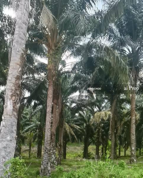 Ulu Tiram Industrial Land For Sale In Plentong - 66 Acres #1882 - Slide Photo 3
