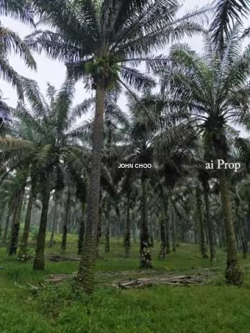 Kulai Agricultural Land For Sale In Johor – 16.72 Acres site view
