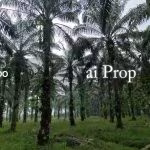 Kulai Agricultural Land For Sale In Johor – 16.72 Acres - Photo 5 of 5