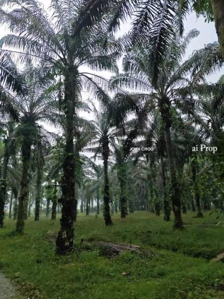 Kulai Agricultural Land For Sale In Johor - 16.72 Acres #2398 - Slide Photo 5