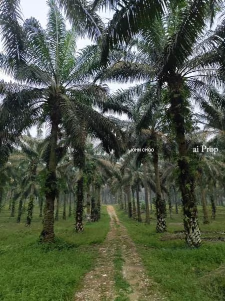 Kulai Agricultural Land For Sale In Johor - 16.72 Acres #2398 - Slide Photo 2