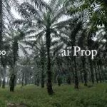 Kulai Agricultural Land For Sale In Johor – 16.72 Acres - Photo 4 of 5