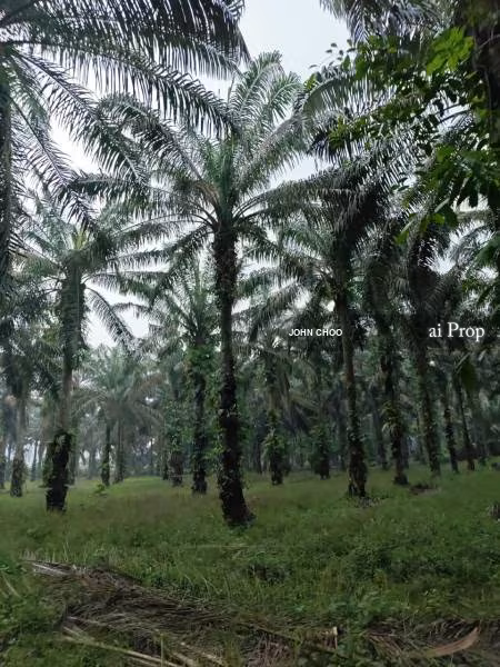 Kulai Agricultural Land For Sale In Johor - 16.72 Acres #2398 - Slide Photo 4