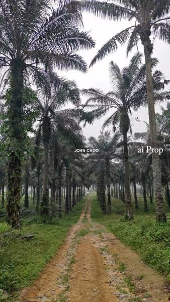 Kulai Agricultural Land For Sale In Johor - 16.72 Acres #2398 - Slide Photo 3